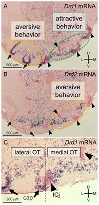 Hypothetical Roles of the Olfactory Tubercle in Odor-Guided Eating Behavior